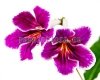Streptocarpus DEM-148